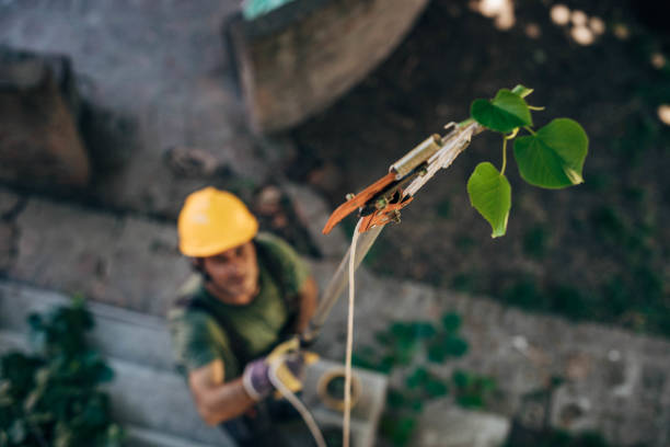 How Our Tree Care Process Works  in  Pearl River, LA